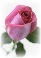 s_rosebud.png s_rosebud.png